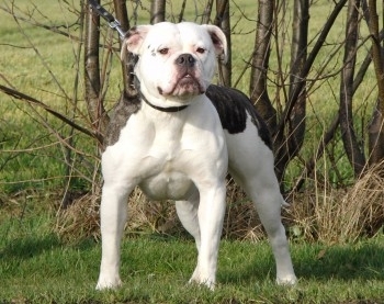 Amerikaanse bulldog