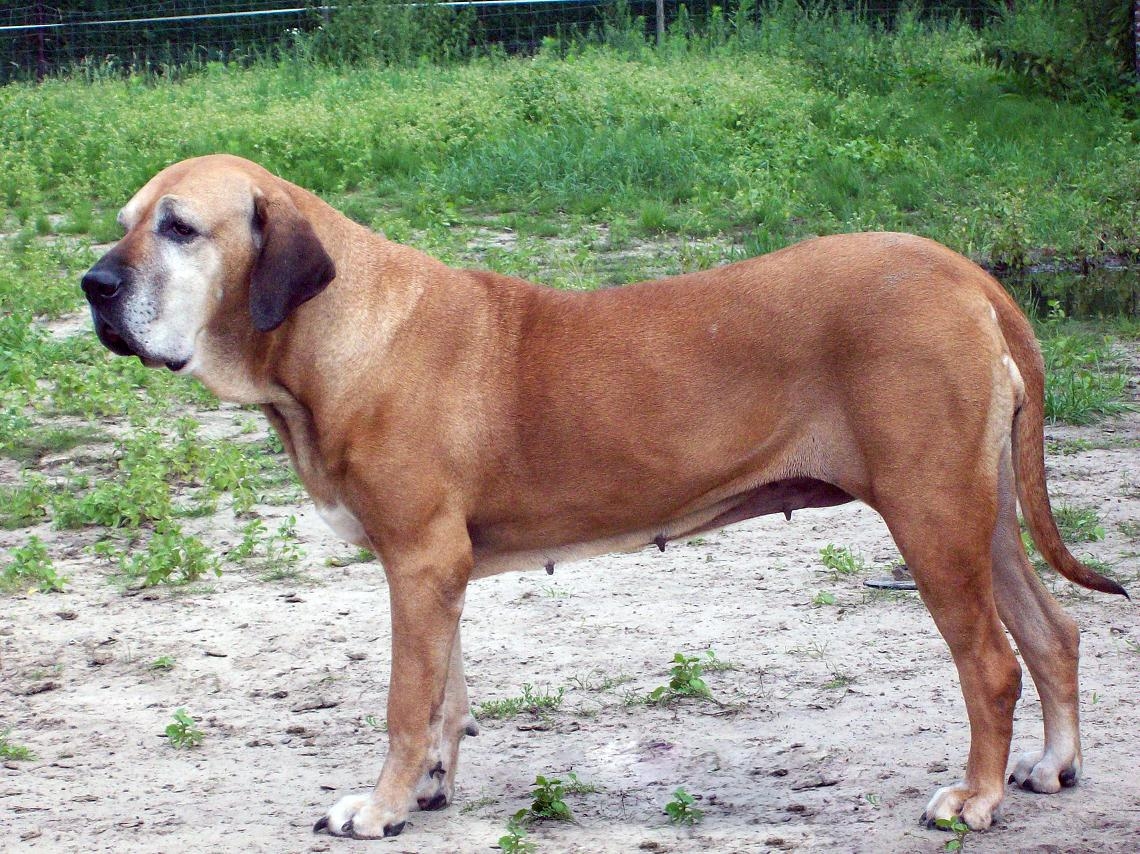 Fila brasileiro