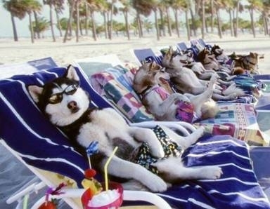 Afbeeldingsresultaat voor hond vakantie