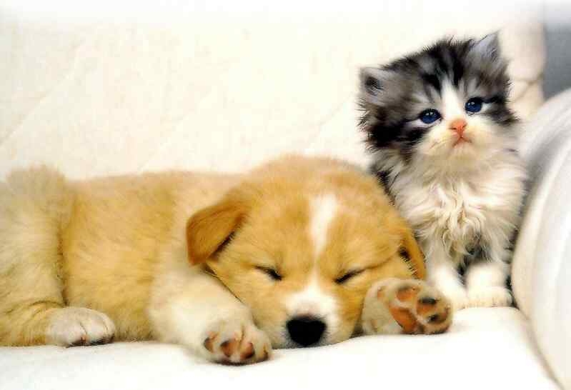 Hond En Kat Pictures to pin on Pinterest