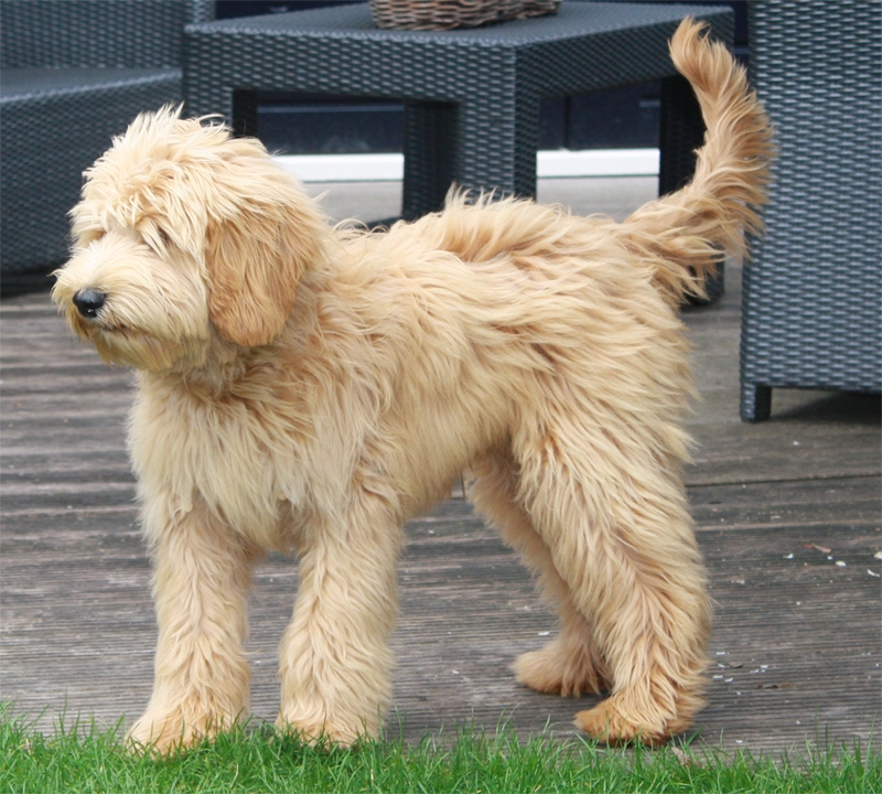adorable morris (roepnaam morris) | show je hond | honden & hondenrassen