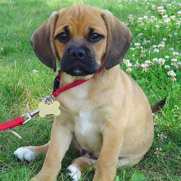 Mopshond kruising beagle