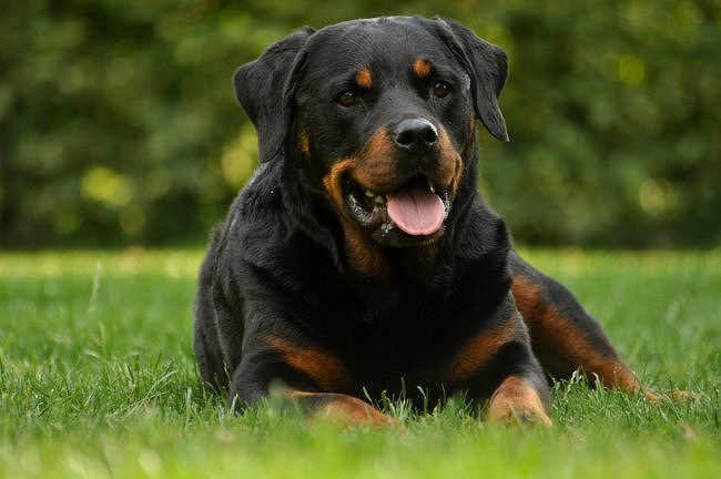 Rottweiler