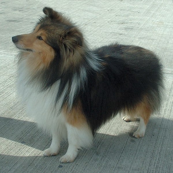 Shetlandsheepdog of Sheltie