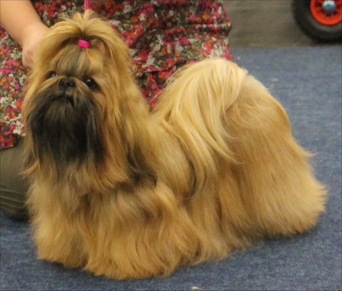 Shih Tzu