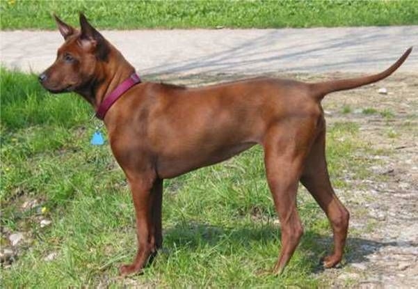 Thai ridgebackdog of Thaise pronkrug