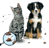 Bescherm je hond met Advantix tegen kwelgeesten als vlooien en teken!