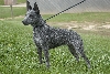 Australian Stumpy Tail Cattle Dog