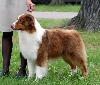 Australian shepherd of Australische herder