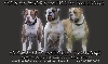 From the Frysian Woods American Bulldogs