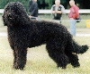 Barbet