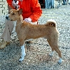 Basenji