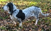 Basset bleu de Gascogne