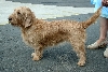 Basset fauve de Bretagne