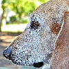 Beagle-harrier
