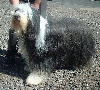 Bearded collie