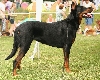 Beauceron