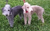 Bedlington terri&euml;r