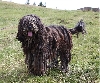 Bergamasco