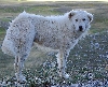 Berghond van de Maremmen en Abruzzen of Maremma