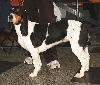 Berner Laufhund
