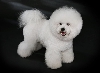Bichon fris&eacute;