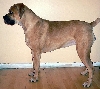 Boerboel
