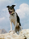 Boerenfox
