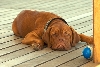Bordeauxdog