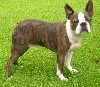 Boston terri&euml;r