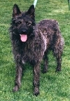 Bouvier des Ardennes