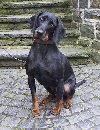 Brandlbracke of Oostenrijkse gladharige brak