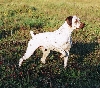 Braque du Bourbonnais