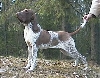 Braque Fran&ccedil;ais type Gascogne