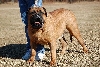 Bull mastiff
