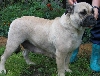 Ca de bou of Majorcaanse mastiff