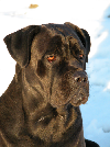 Cane corso