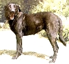 C&atilde;o de Castro Laboreiro