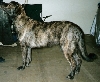 C&atilde;o De Fila De S&atilde;o Miguel