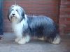 Of Shiela's Farm Bearded Collies