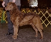 Chesapeake Bay retriever