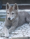 Chico