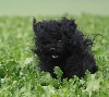 Chienne Noire van de Boksenberg