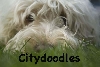 Citydoodles