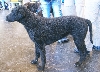 Curly coated retriever
