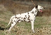 Dalmatische hond of Dalmati&euml;r