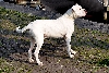 Dogo argentino of Argentijnse dog