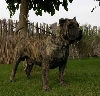 Dogo canario of Canarische dog