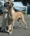Duitse dog