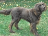 Duitse Staande hond (Langhaar)